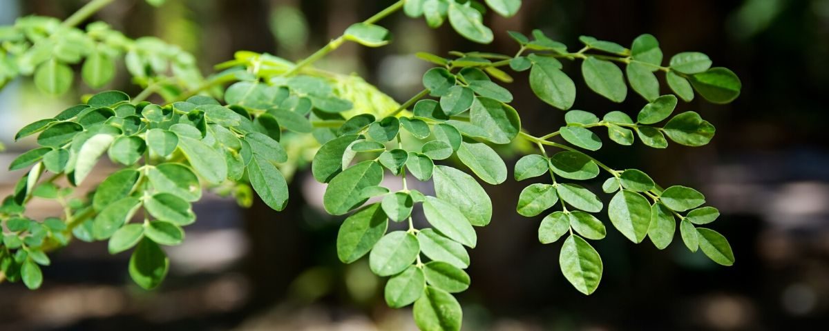 Moringa plant