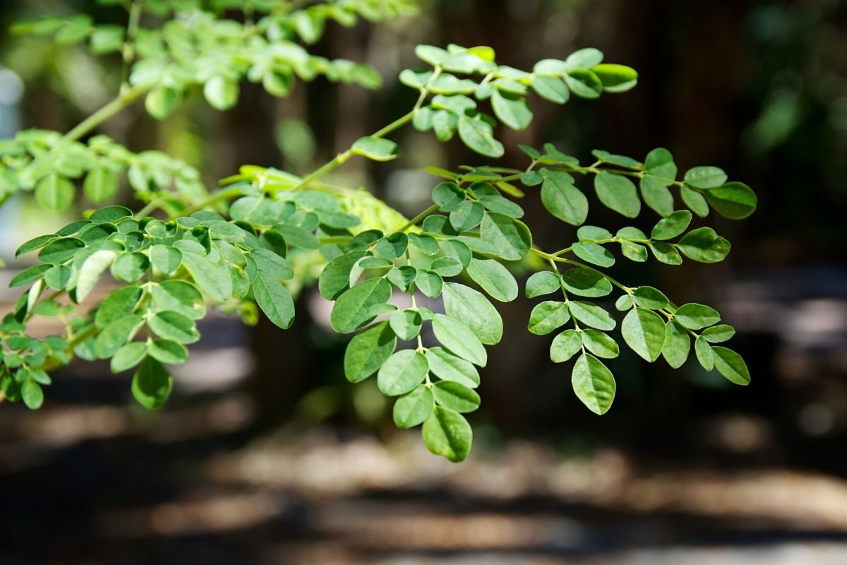 Moringa plant