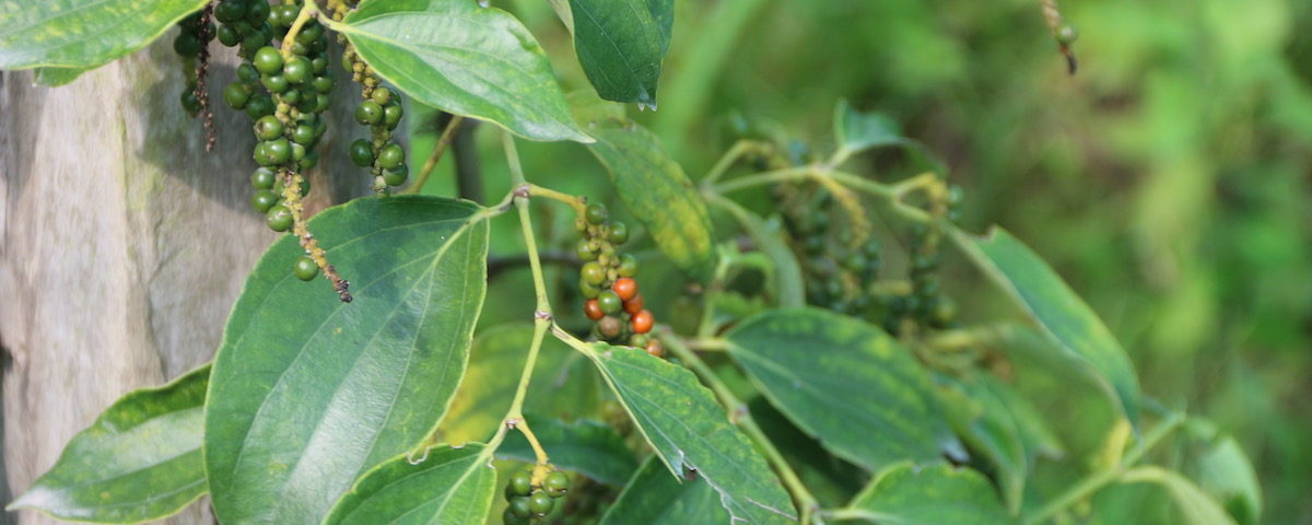 Kampot pepper plant with pepper corn