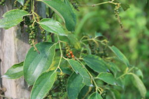 Kampot pepper plant with pepper corn